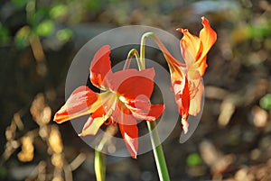 Orange flowers, captured in Summit Park, wildlife park of the Republic of Panama.