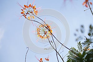 Orange flowers in circles spreading pink stamen. Shot taken from the ground.