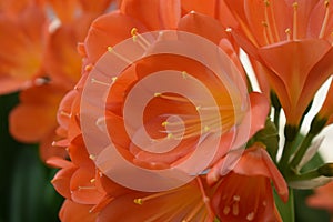 orange flowers of the clivia miniata