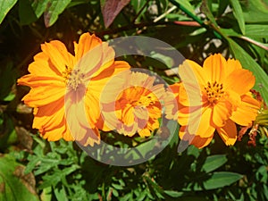 Orange flowers of cosmos ladybird mixed - cosmos sulphureus