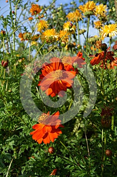 Orange flowers of cosmos sulphureus against the background of fading inflorescences of calendula. Floriculture