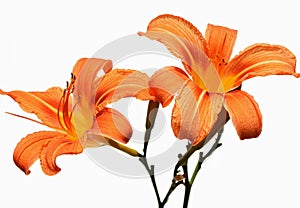 Orange flowers of daylily (Hemerocallis fulva) close up