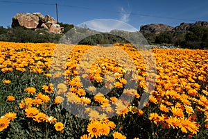 Orange flowers field photo