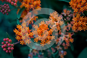 Orange flowers in the field. Selective focus. Natural field macro with blurred background. Asclepias tuberosa