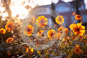 orange flowers in front of a house at sunset