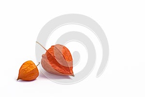 Orange flowers and fruits of physalis on a white background. Side view. Place for text