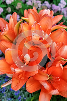 Orange Flowers in a garden