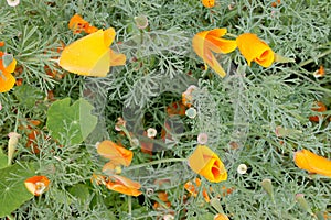 Orange flowers