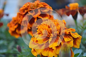 Orange flowers in garden