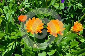 Orange flowers in garden - Calendula