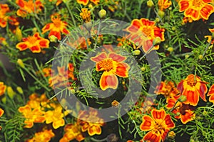 Orange flowers in the garden. floral nature background