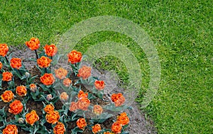 Orange flowers in the garden with green grass