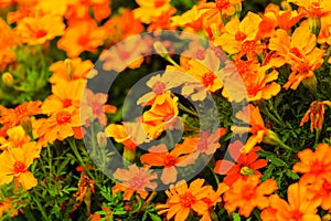 Orange flowers in the garden. Spring or summer background