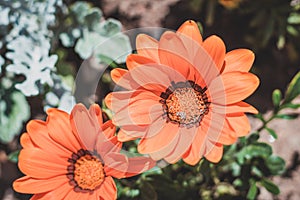 Orange flowers of gazania or african daisy