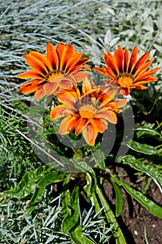 Orange flowers of a gazaniya & x28;gatsaniya& x29; hardish & x28;Gazania rigens & x28;L.& x29; Gaertn.& x29;