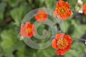 orange flowers geum coccineum