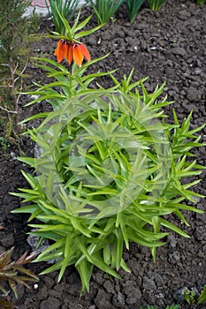 Orange flowers and glossy green leaves of crown imperial