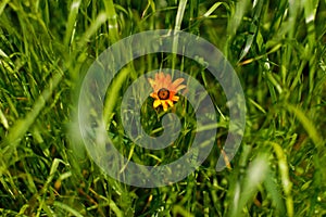 Orange flowers in grass in countryside garden. Osteospermum blooming in sunny summer meadow. Biodiversity and landscaping garden