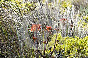 Orange Flowers, grasses and shrub plants at Great Ocean Road, Australia