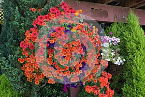 Orange Flowers Hanging Basket 2