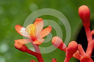 Jatropha podagrica flowers, Buddha Belly plant photo