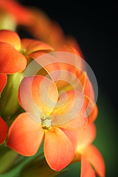 Orange Flowers Of Kalanchoe Blossfeldiana