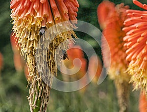 Orange flowers at Kew Gardens.