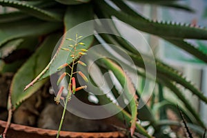 Orange flowers of lace aloe - Aloa aristata