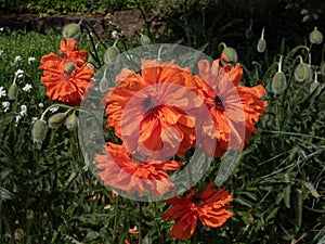 Orange flowers of the large poppy (Papaver Orientale) in the garden in summer