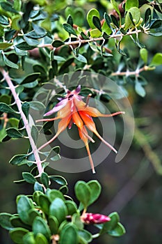 Orange flowers and leaves of Lambertia inermis var. inermis (Noongar Chittick)