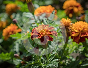 Orange flowers (Marigolds).