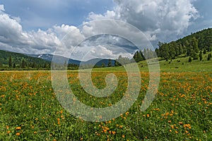 Orange flowers meadow mountains