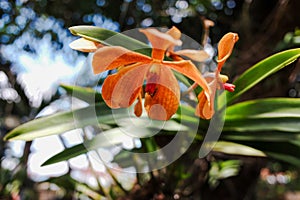 Orange flowers of the Mokara orchid plant