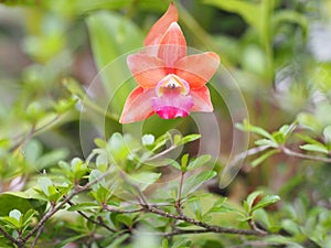 Orange flowers name of Catt.Pride of Im-Jin red yellow petals Small flowers cute thick petals