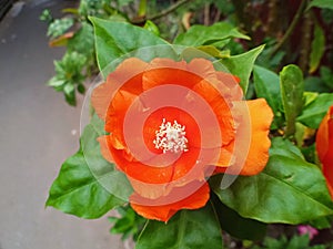 Orange flowers Pereskia bleo, Seven Star Needle, a medicinal plant with beautiful orange flowers .