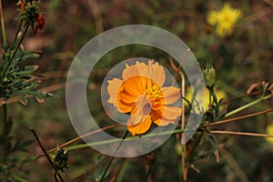 orange flowers persist in summer