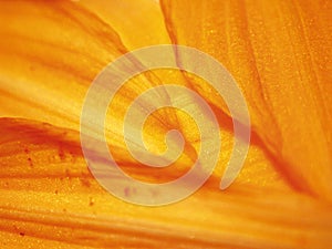 Orange Flowers Petals Texture