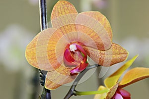 Orange flowers of the phalaenopsis orhid.