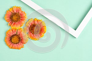 Orange flowers, photo frame on a mint background.