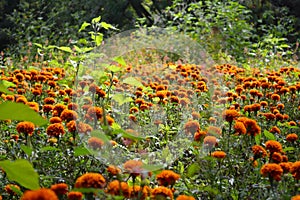 Orange flowers photo