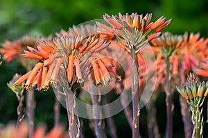 Blumen auf der lila Vertreter nachbarschaft 