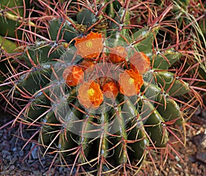 Orange flowers of the red tined barrel cactus