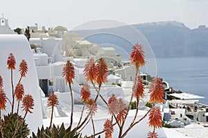 Orange flowers, Santorini, Greece