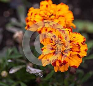 Orange flowers. Selective focus with shallow depth of field.