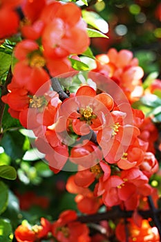 Orange flowers on a tree branch in bloom