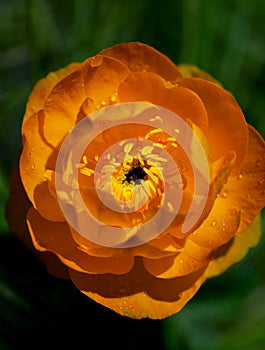 Orange flowers Trollius Asiaticus