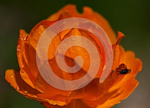 Orange flowers Trollius Asiaticus