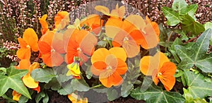 Orange flowers viola wittrockiana or viola cornuta