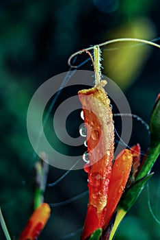 Orange flowers and Water drops on blurry background