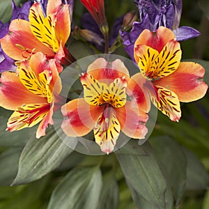 Orange flowers with yellow petals